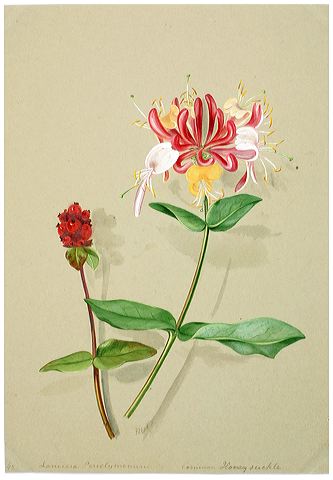 333x480 Margaret Rebecca Dickinson, Victorian Botanist And Plant Illustrator - Honeysuckle Painting