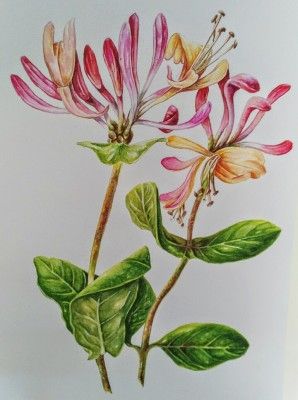 298x400 My Painting Of The Honeysuckle, Lonicera Or In Dutch Kamperfoelie - Honeysuckle Painting