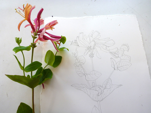 500x375 News Botanical Illustration Of A Honeysuckle - Honeysuckle Painting