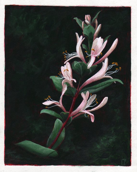 570x716 Original Honeysuckle Painting - Honeysuckle Painting