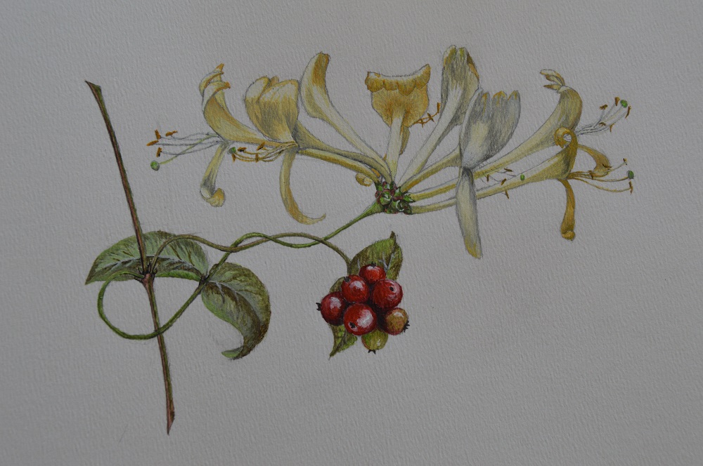1000x664 Honeysuckle - Honeysuckle Painting
