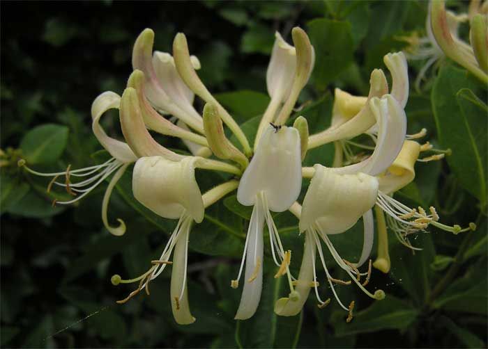 700x502 Honeysuckle Drawing Painting, Drawing, Thinking, Writing - Honeysuckle Painting