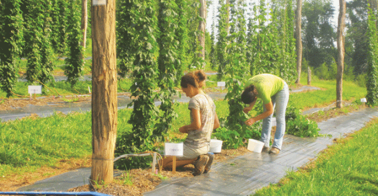 770x400 Demand, Interest In Hops Soaring In North Carolina Southeast - Hops Painting