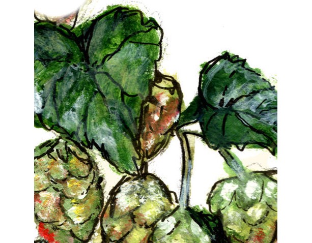 613x478 8x10 Michigan Hops Print, Beer Art, Plant Illustration, Kitchen D - Hops Painting