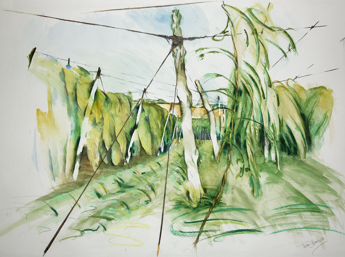 1200x895 Steve Brooks Painting And Drawings Limited Edition Prints - Hops Painting