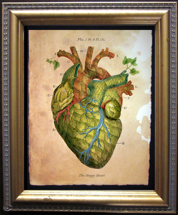 570x687 The Hoppy Heart Print Vintage Anatomy Heart Beer Hops Art - Hops Painting