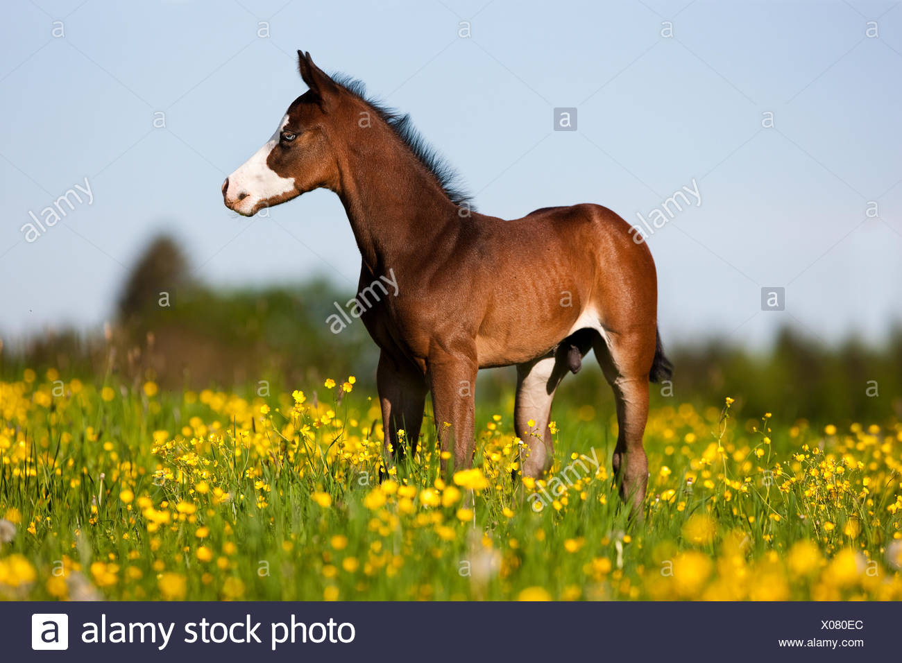 1300x956 Paint Horse, Bay Horse, Foal Stands In Flower Meadow Stock Photo - Horse And Foal Painting