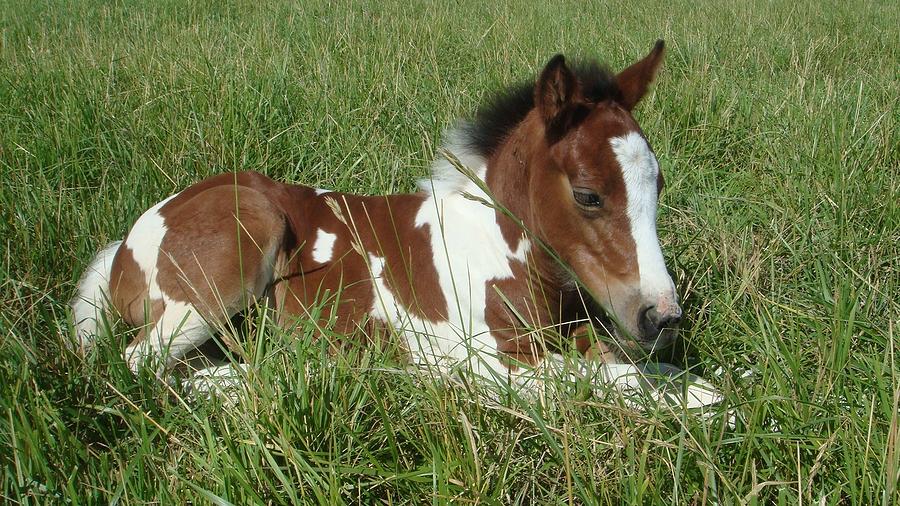 900x506 Paint Horse Foal Photograph By Michelle Albert - Horse And Foal Painting