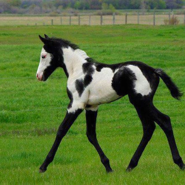 640x640 Paint Horse Foal. Beautiful! Animals Make Me Smile - Horse And Foal Painting