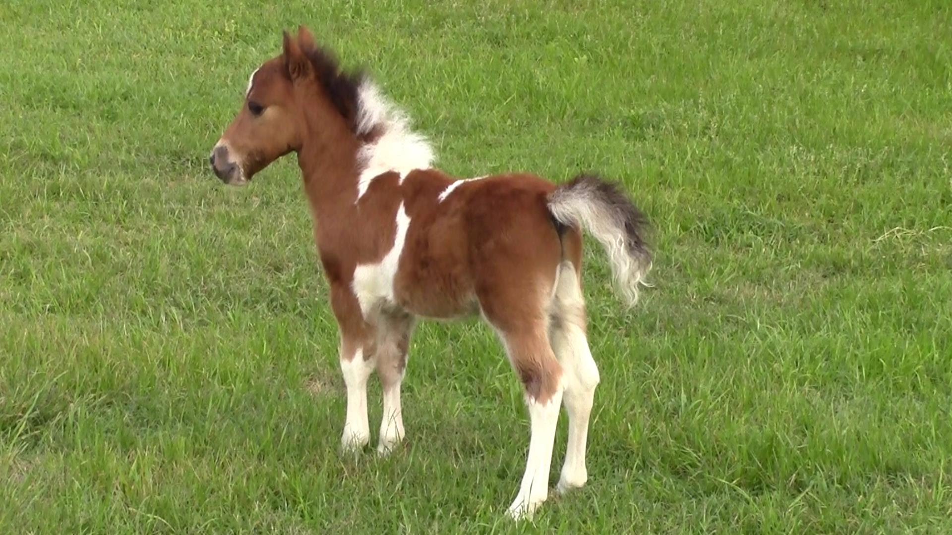1920x1080 Sold Miniature Horse For Sale - Horse And Foal Painting