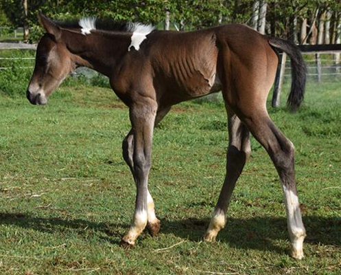 497x400 Spotted Fawn Paint Horse Ranch - Horse And Foal Painting