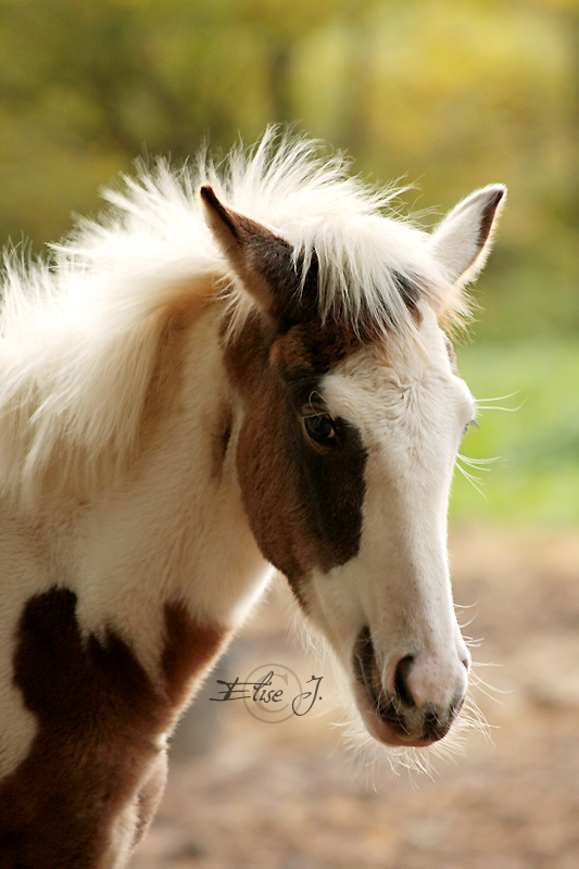 533x800 Foal Paint Horse By Elisej Photographie - Horse And Foal Painting