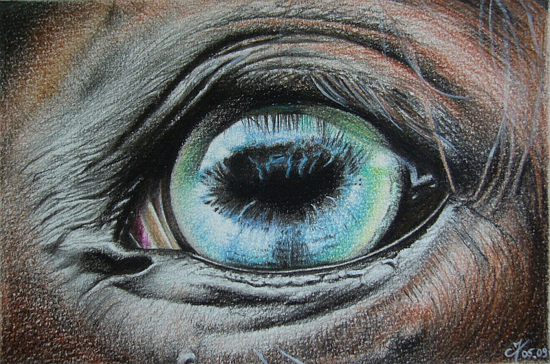 800x530 Horse's Eye By Cedricmoulin - Horse Eye Painting