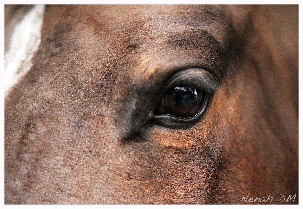 Horse Eye Painting at PaintingValley.com | Explore collection of Horse ...