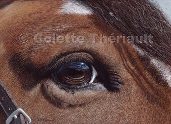 550x398 Horse's Eye Reflection Pastel Painting Horse, Pony, Equine, Animal - Horse Eye Painting
