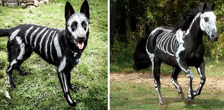 740x364 Pet Owners Use Face Paint To Turn Their Animals Into Creepy - Horse Face Painting Ideas