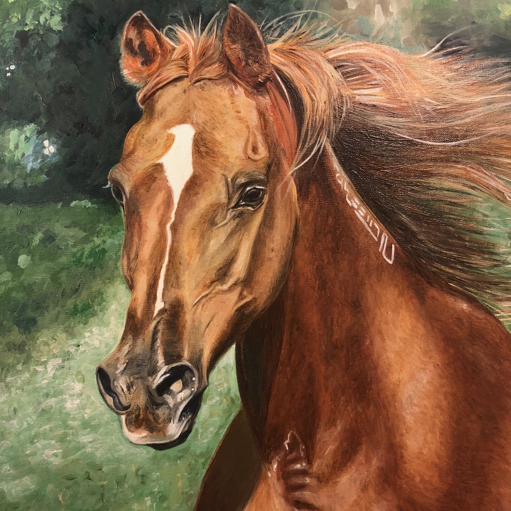 1000x1000 Arabian Horse Art Paint Horse Horse Paintings On Canvas - Horse For Painting