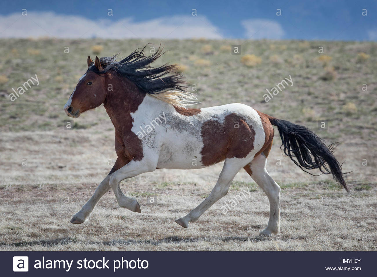 Horse Galloping Painting at PaintingValley.com | Explore collection of ...