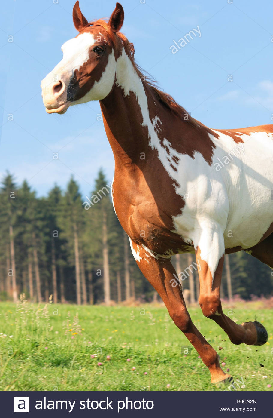 909x1390 American Paint Horse Galloping In Field Stock Photo 21178269 - Horse Galloping Painting
