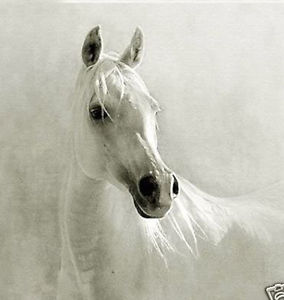 284x300 Realism Art Oil Painting Nice Animal White Horse Head On Canvas Ebay - Horse Head Painting Canvas
