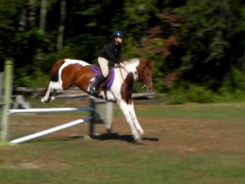 480x360 Paint Horse Jumping - Horse Jumping Painting