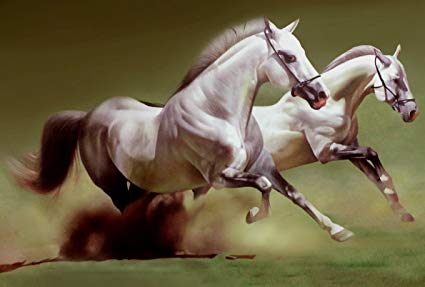 425x287 White Running Horse Painting - Horse Painting Images
