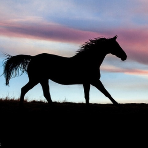 Horse Silhouette Painting