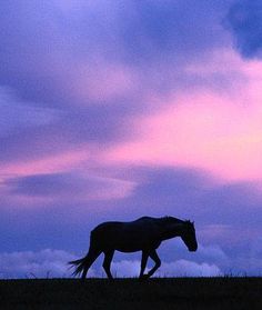 236x279 Horse - Horse Silhouette Painting