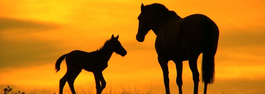 896x320 For A Love Of Horses Acrylic Painting The Town Of Okotoks - Horse Silhouette Painting