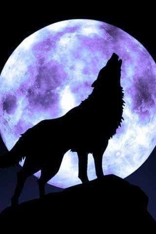 320x480 Pin By Nube Azul On Wolf Tattoo Wolf, Animal And Moon - Howling Wolf Silhouette Painting