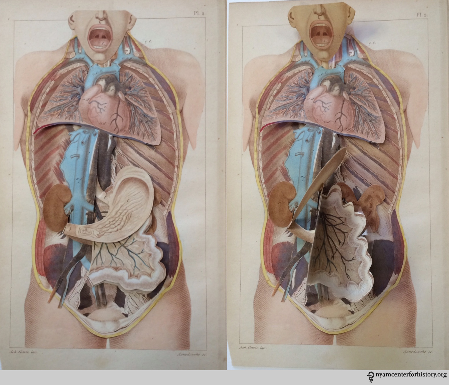 1547x1329 Art And The Body Vesalius 500 Books, Health And History - Human Anatomy Painting