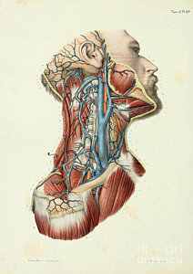 212x300 Human Anatomy Paintings - Human Anatomy Painting