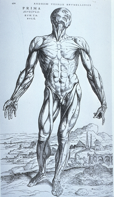 394x681 Renaissance Art And Perspective Part Ii - Human Anatomy Painting