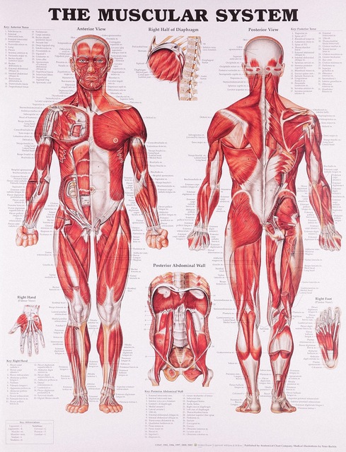 489x640 Vintage Medicine Human Anatomy Posters Kraft Paper Painting Wall - Human Anatomy Painting