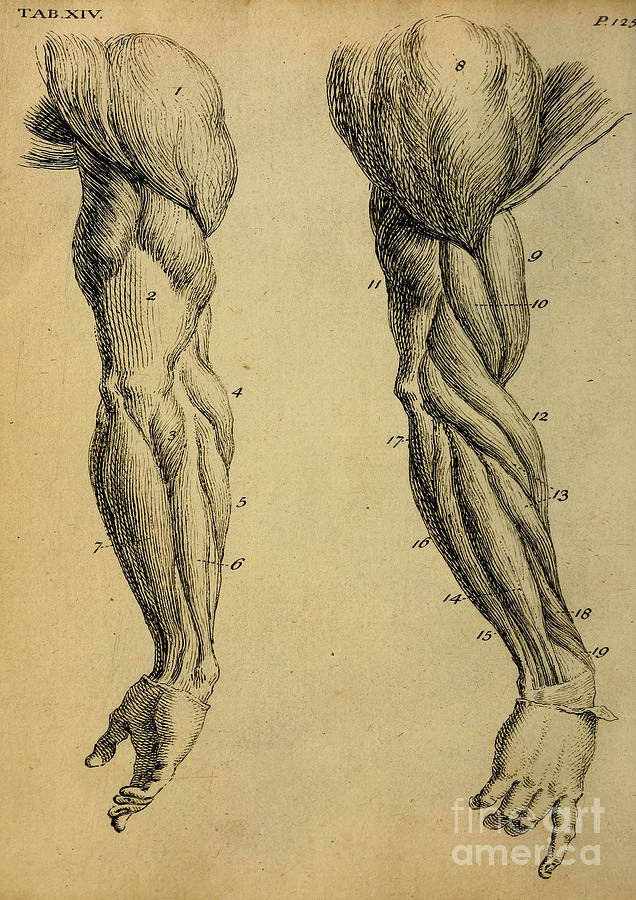 636x900 Anatomy Human Body Old Anatomical 145 Painting By Boon Mee - Human Anatomy Painting