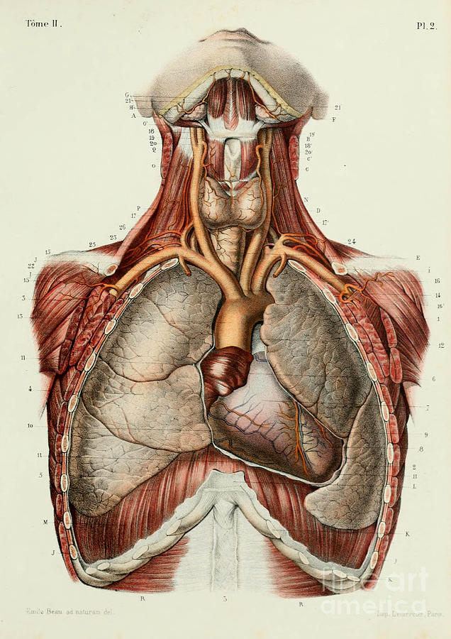 636x900 Anatomy Human Body Old Anatomical 30 Painting By Boon Mee - Human Anatomy Painting