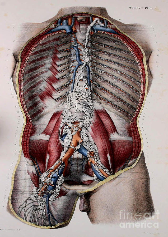 636x900 Anatomy Human Body Old Anatomical 53 Painting By Boon Mee - Human Anatomy Painting