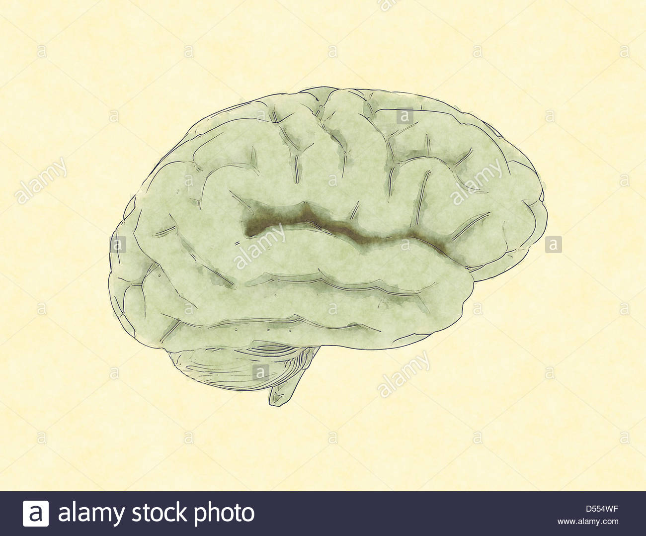1300x1078 Human Brain Painting Stock Photo 54817995 - Human Brain Painting