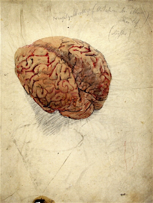 500x664 Me Cago En El Universo Imperante. - Human Brain Painting
