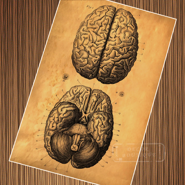 640x640 Vintage Human Body Brain Structure Poster Retro Classic Kraft - Human Brain Painting