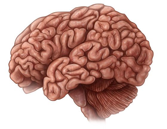 560x433 Cerveau Dessin Brain, Reverse Graffiti And Anatomy - Human Brain Painting