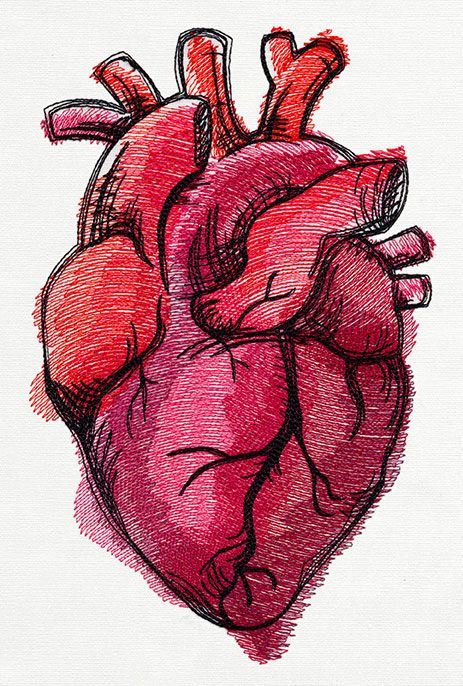 463x686 Painted Anatomical Heart Urban Threads Unique And Awesome - Human Heart Painting