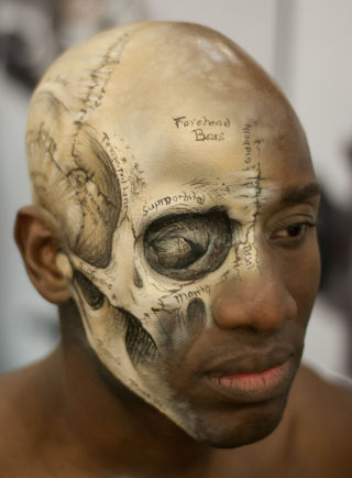 320x434 Lovely Medical Illustration Of The Human Skull Painted Directly - Human Skull Painting