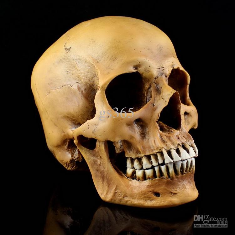 750x750 Medical Skull Model High Simulation 11 Skeleton Human Skull Model - Human Skull Painting