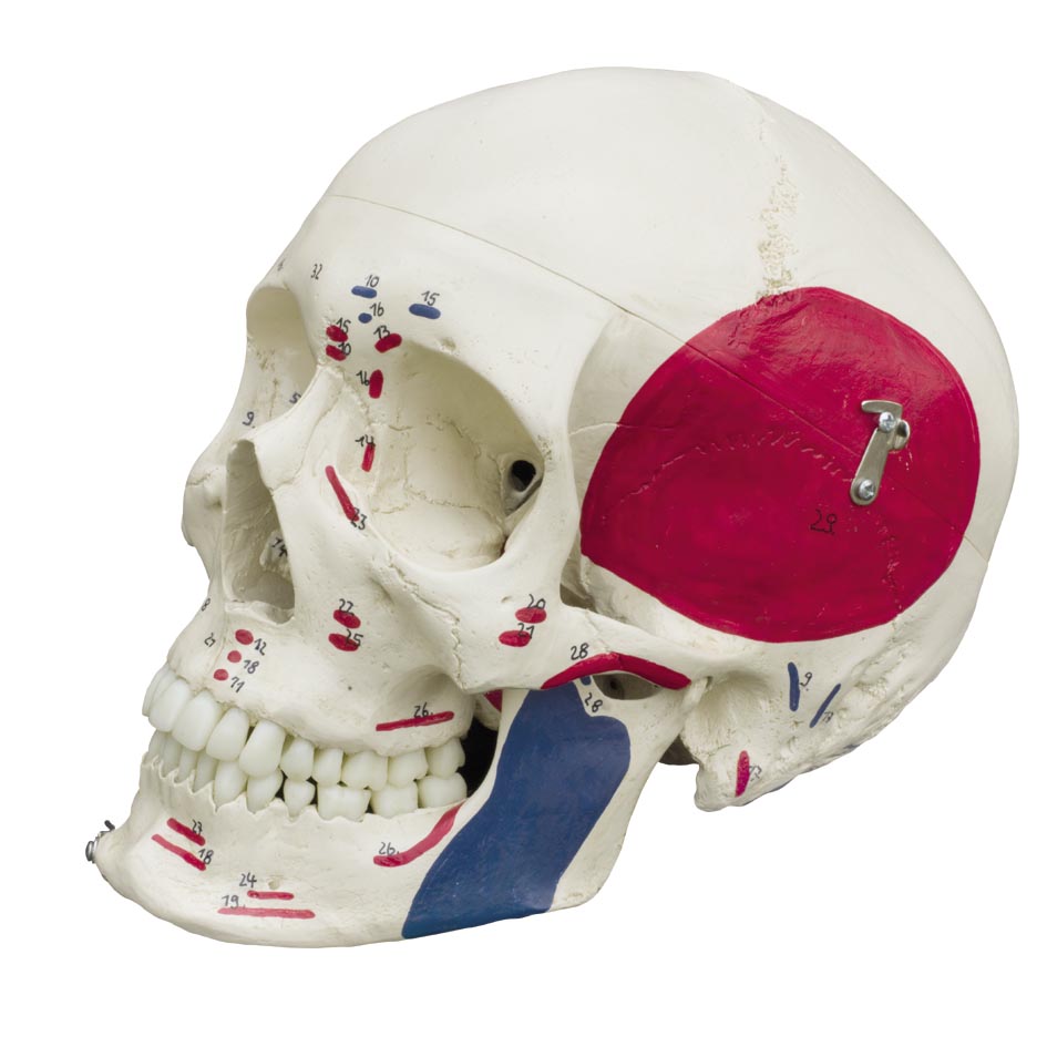 945x945 Special Human Skull With Muscle Painting Sports Supports - Human Skull Painting