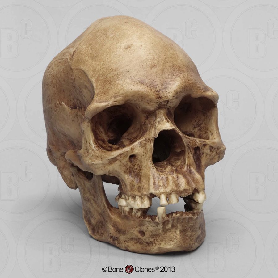 900x900 Human Male Australian Aboriginal Skull Painted - Human Skull Painting