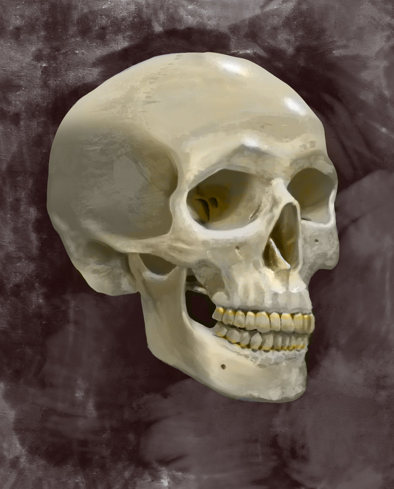 802x995 Human Skull Digital Painting By Mathieustern - Human Skull Painting