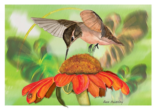 600x424 Hummingbird On Flower Painting By Anne Beverley Stamps - Hummingbird And Flower Painting
