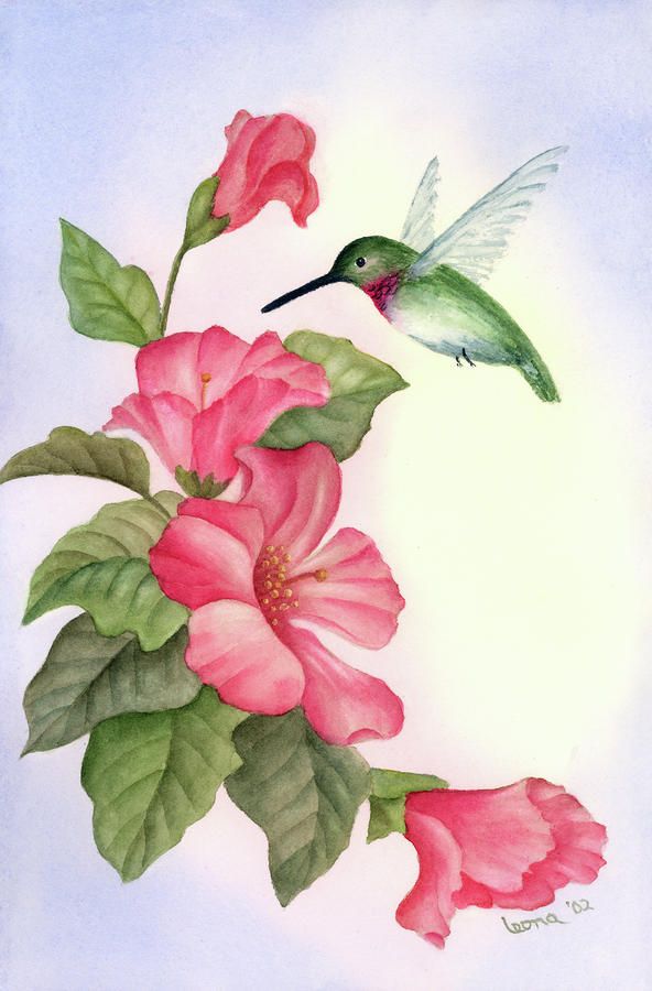 592x900 Hummingbird Paintings Hummingbird With Hibiscus Painting By - Hummingbird And Flower Painting