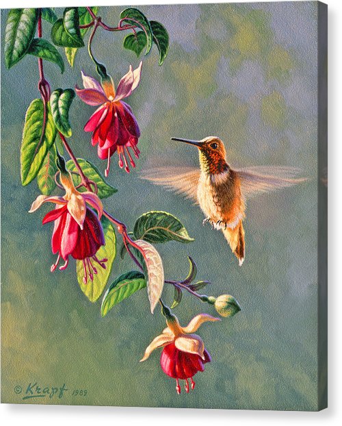500x622 Hummingbird Canvas Prints Fine Art America - Hummingbird Canvas Painting